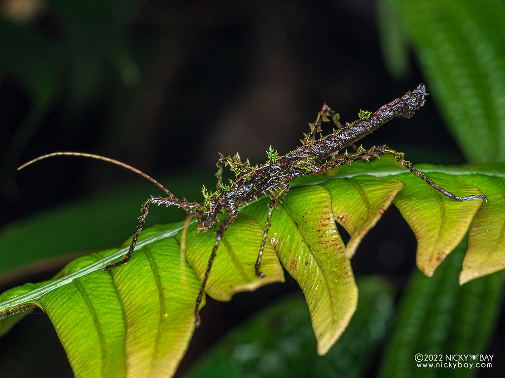 Moss stick insect (Xerosomatini) - P6154784 | www.nickybay.c… | Nicky ...