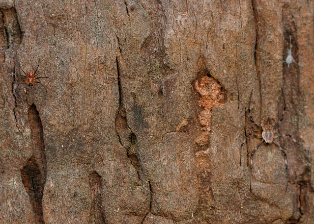 Ornamental tree bark spider