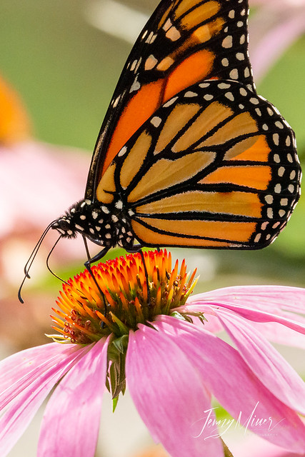 Monarch and Purple Coneflowers