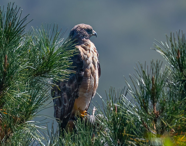 Red-tailed Hawk Wildcat3-