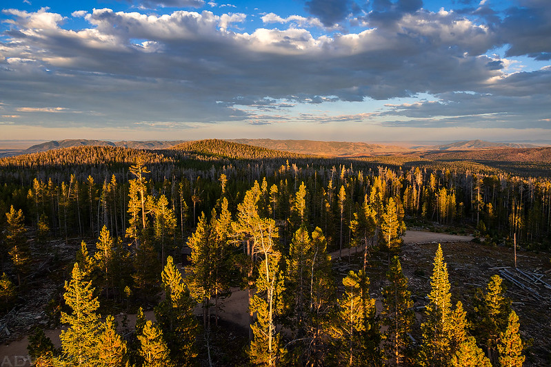 Tree Tops