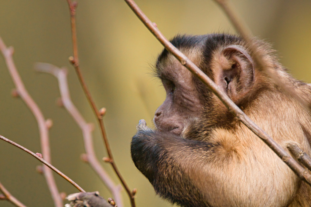 Thinking capuchin