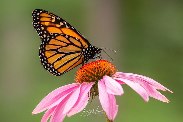 Monarch and Purple Coneflowers