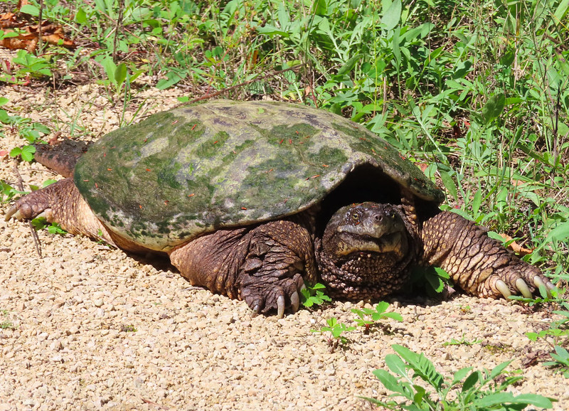 Snapping Turtle along Mountain-Bay State Trail