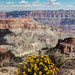Grand Canyon Flowers