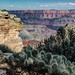 Grand Canyon Cactus