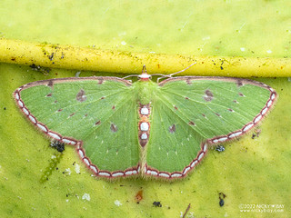 Emerald moth (Lissochlora bellimargo) - P6155141