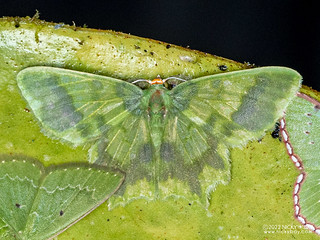 Emerald moth (Cathydata batina) - P6155117