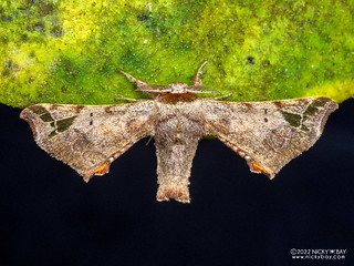 Silk moth (Quentalia sp.) - P6155060