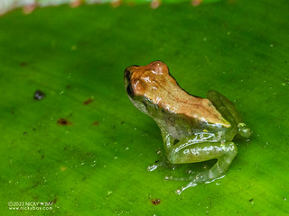 Rain frog (Pristimantis sp.) - P6155033