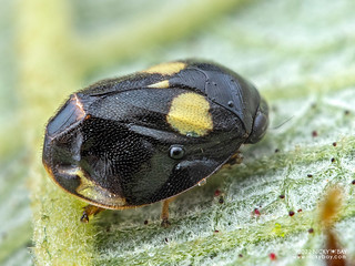 Spittlebug (Clastoptera sp.) - P6154941