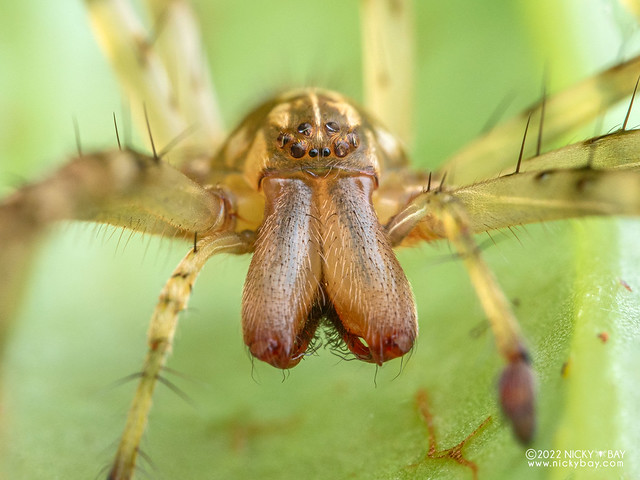 Ghost sac spider (Anyphaenidae) - P6154851