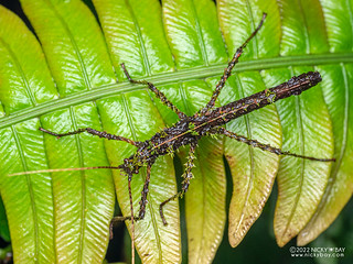Moss stick insect (Xerosomatini) - P6154783