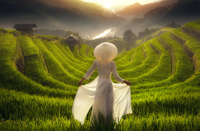 Vietnam girl in traditional white dress in Mu cang chai village walking on the mountain and golden rice terraces