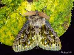 Moth (Macara alydda) - P6155106