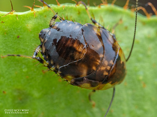 Wood cockroach (Ectobiidae) - P6155016