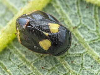 Spittlebug (Clastoptera sp.) - P6154936