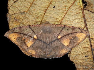 Moth (Oxydia trychiata) - P6154719