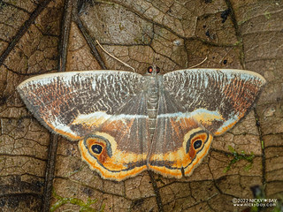 Moth (Opisthoxia conjuncta) - P6154953