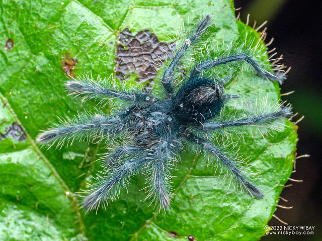 Blue tarantula (Pamphobeteus sp.) - P6154864