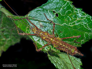 Moss stick insect (Xerosomatini) - P6154780