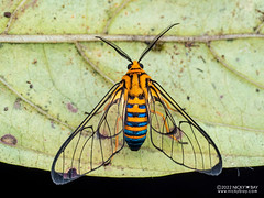 Tiger moth (Gymnelia nomia) - P6154689
