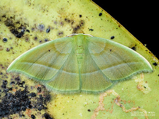 Emerald moth (Assachlora assa) - P6155136