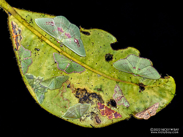 Emerald moths (Geometrinae spp.) - P6155128