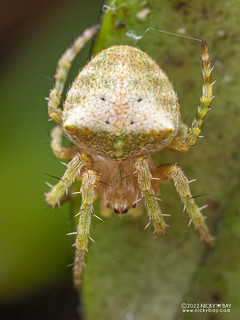 Orb weaver spider (Ocrepeira sp.) - P6155055