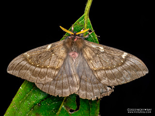 Buck and lo moth (Paradirphia andicola) - P6154725