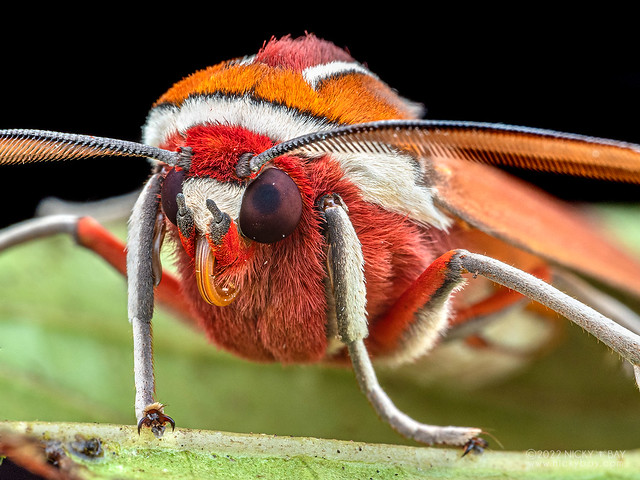 Tiger moth (Amastus coccinator) - P6154713