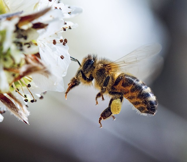 Hovering honey bee
