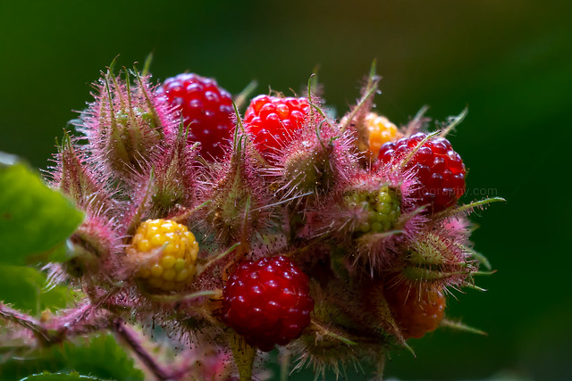 Wilde framboos (Wild Raspberry) [explored 4sep22]