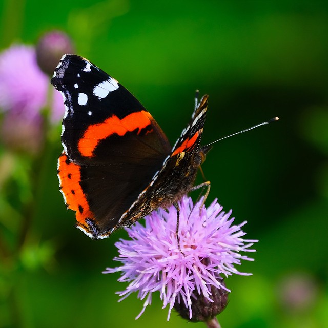 Red admiral butterfly (Vanessa atalanta)