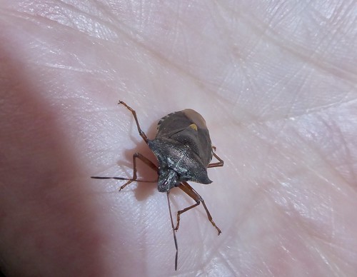 Forest Bug, Garden, Cwmbran 4 September 2022 | by Torfaen Corvine