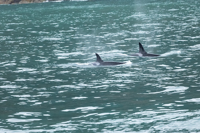 Orcas Surfacing - Resurrection Bay AK