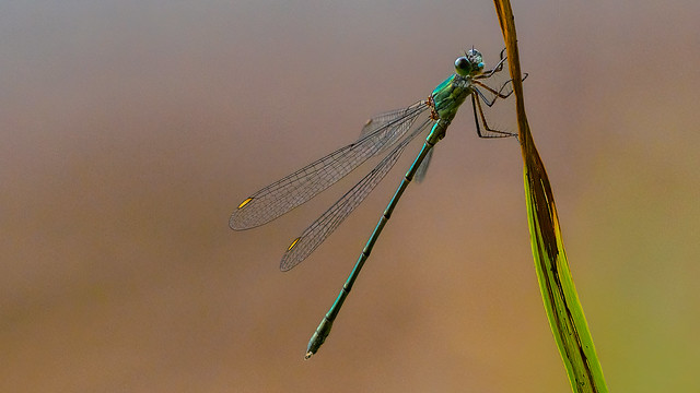 damselfly_willow_emerald_2022_08_27_a&r_nature reserve_lechlade (4)
