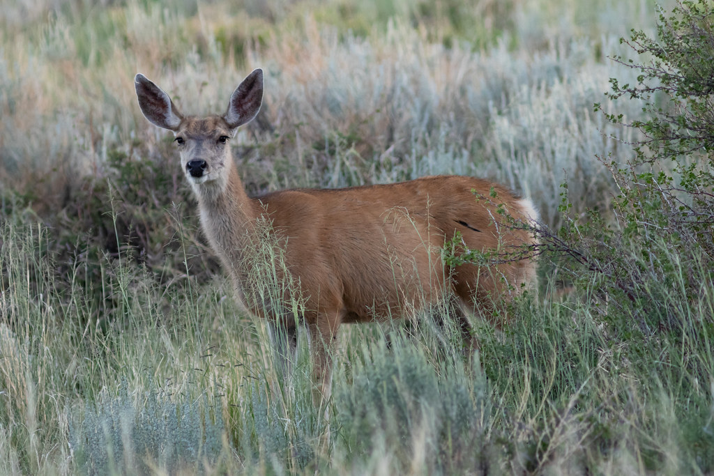 Deer at Great Sand Dunes National Park | Ken Krach | Flickr