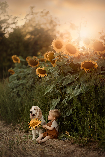under the sunflowers