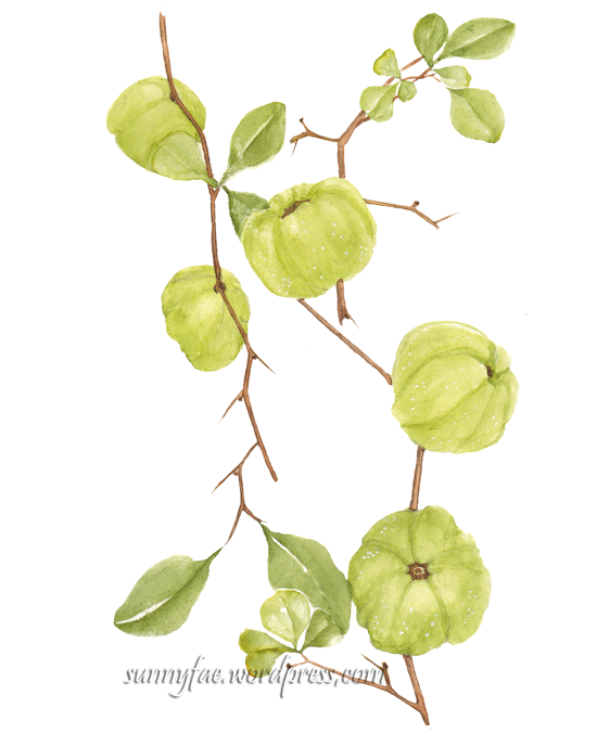 small quince with watercolour