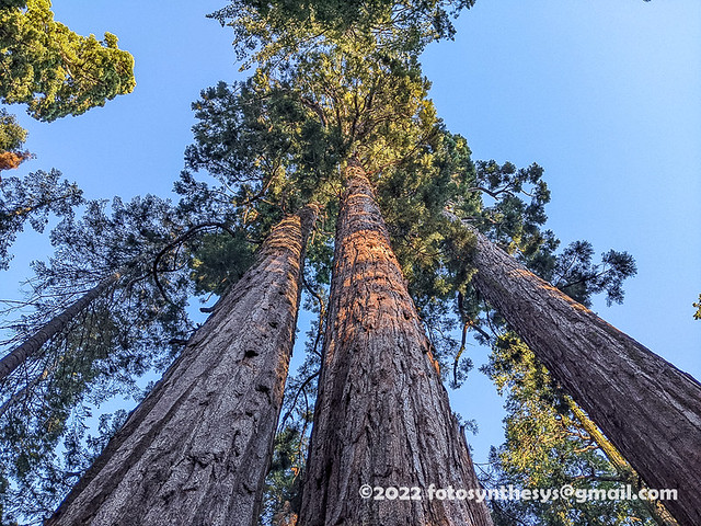 Giant Sequoia (Sequoiadendron giganteum) IMG_20220814_020810009