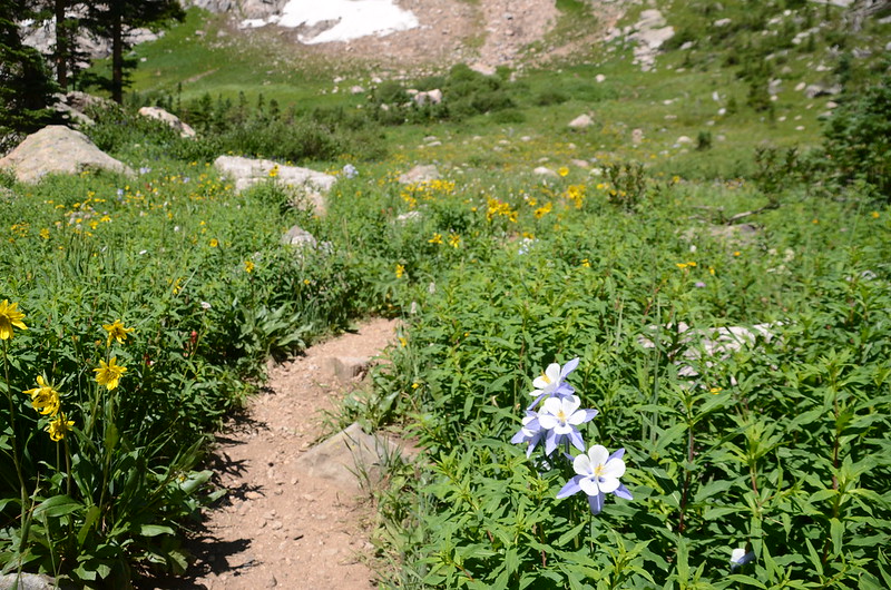 Blooming wildflowers along the trail  (2)