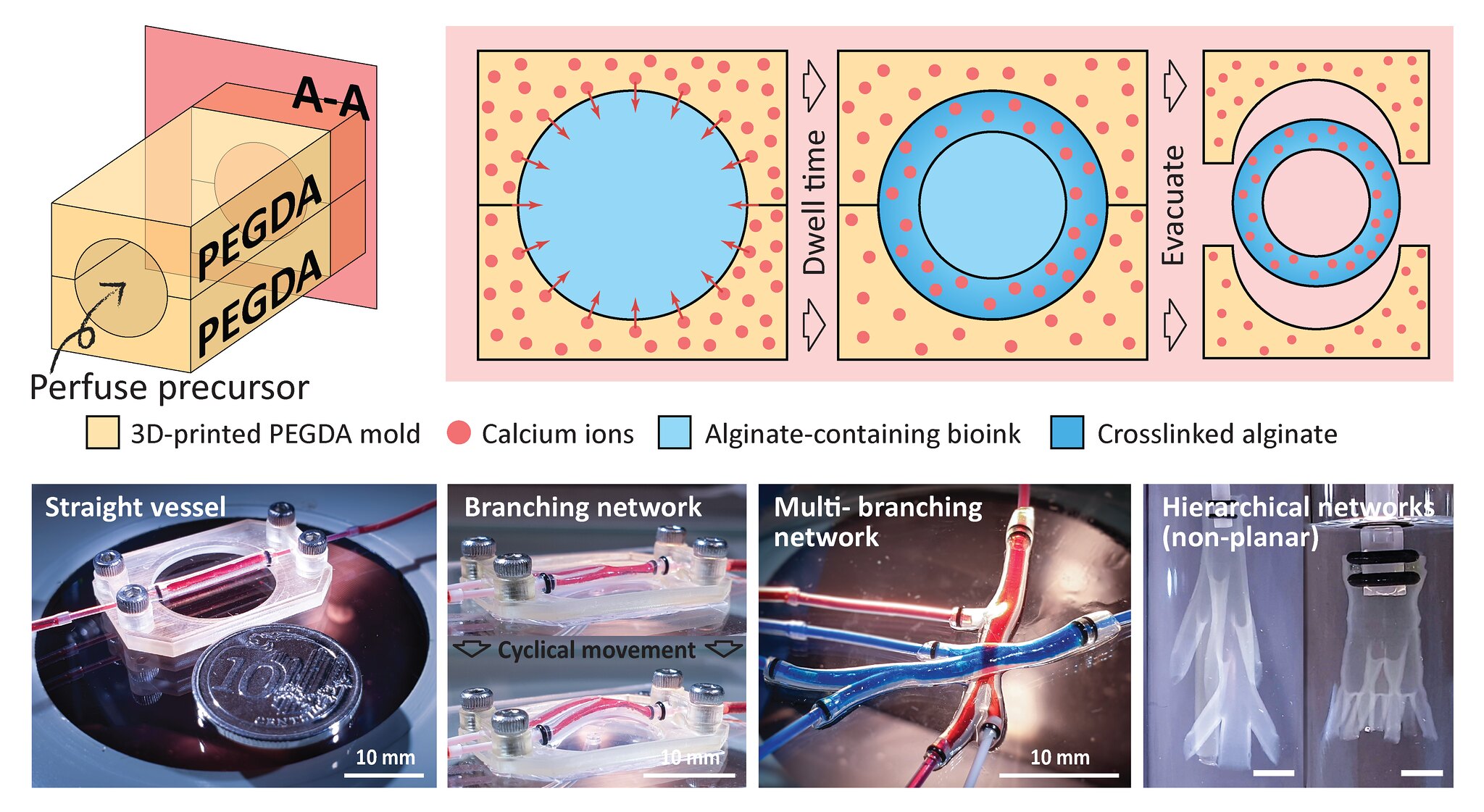 Paper on biomimetic vasculature published