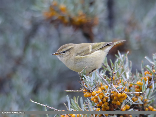 Hume's Warbler (Phylloscopus humei)