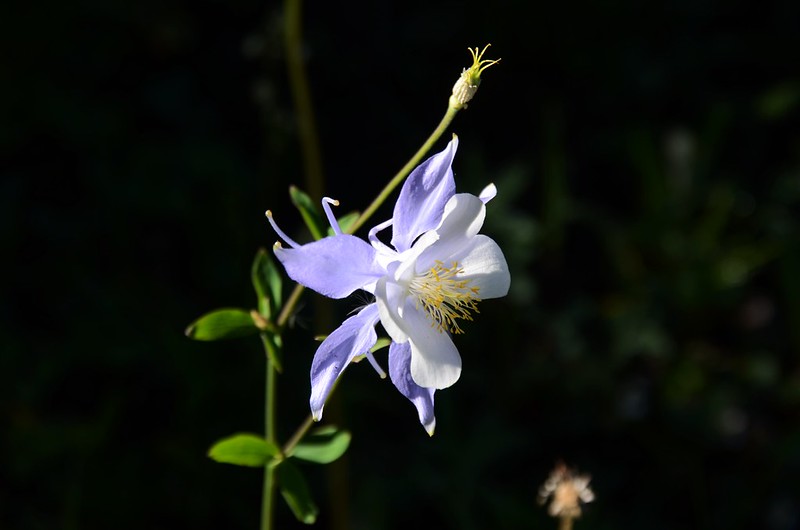 Blue Columbine flower (2)