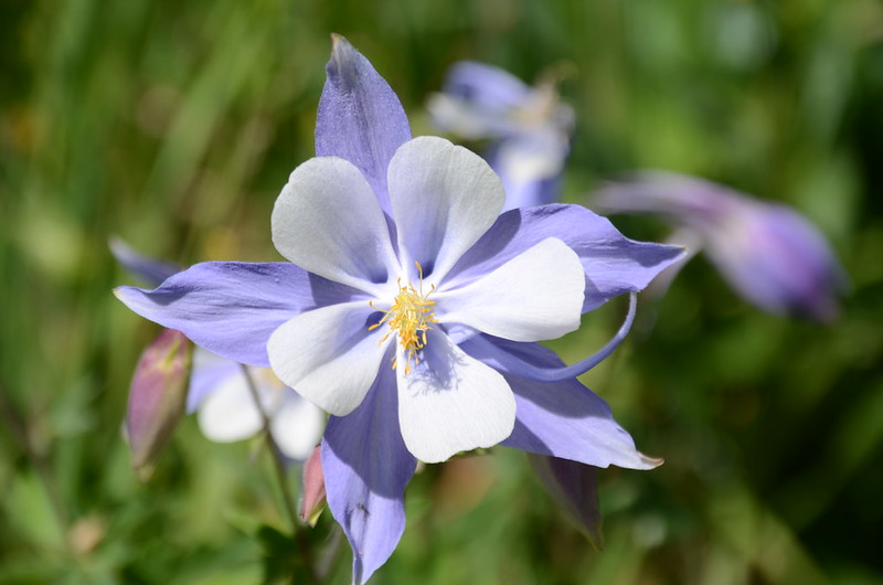 Blue Columbine flower (4)