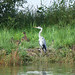 Třeboňsko, rybníky jsou životním prostorem pro labutě, volavky a množství dalších ptačích druhů, foto: Petr Nejedlý