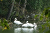 Třeboňsko, rybníky jsou životním prostorem pro labutě, volavky a množství dalších ptačích druhů, foto: Petr Nejedlý