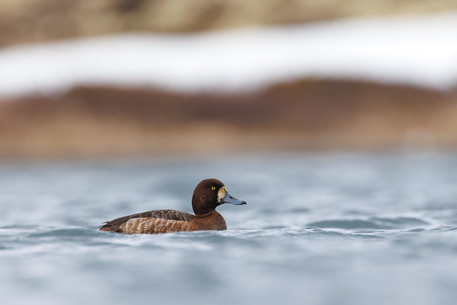 Bergand - Greater Scaup