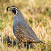 Close up California quail